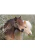 Puzzle 150 el. XXL Konie Ravensburger