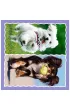 Puzzle 3w1 (20+36+50 el.) Urocze pieski Trefl