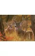 Puzzle 275 el. XL Urocze rendez-vous Cobble Hill