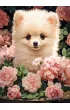 Puzzle 60 el. Pomeranian Puppy in Roses Castorland