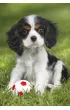 Puzzle 3x48 el. Najs�odsze zwierz�tka Schmidt