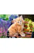 Puzzle 500 el. Rudy kociak Castorland