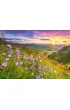 Puzzle 500 el. Harebells at Sunrise Castorland