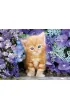 Puzzle 500 el. High Quality Collection. Rudy kotek Clementoni