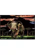Twoje Hobby Elephant. Magiczna zdrapka - wydrapywanka 40.0 x 28.5 cm