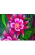 Wild Bohemian Affirmation. �ywio� Ognia