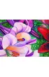 Wild Bohemian Affirmation. �ywio� Ognia