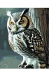 Qbee Malowanie po numerach - M�dra sowa 40x50cm
