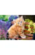 Puzzle 180 el. Kotek na �awce Castorland