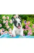 Puzzle 500 el. French Bulldog Puppy Castorland