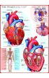 Puzzle 1000 el. The Heart Eurographics
