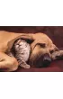 Puzzle 500 el. High Quality Collection. Pies z kotem Clementoni