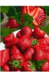 Qbee Malowanie po numerach - S�odka truskawka 30x40cm