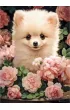 Puzzle 60 el. Pomeranian Puppy in Roses Castorland