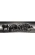 Puzzle 1000 el. Panorama HQ - Herd of Giants Clementoni
