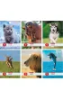Herlitz Zeszyt A5 Animals kratka 16 kartek