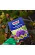 Substral Nawz Rododendron do rolin kwanolubnych 300 g