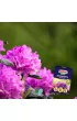 Substral Nawz Rododendron do rolin kwanolubnych 300 g