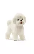 Pies Bichon Frise