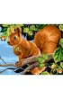 Koh-I-Noor Malowanie po numerach - Wiewi�rka z orzechem 40x50cm
