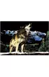 Twoje Hobby Wolf. Magiczna zdrapka - wydrapywanka 40.0 x 28.5 cm