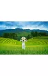 Puzzle 1000 el. Rice Fields in Vietnam Castorland