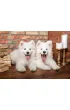Puzzle 1000 el. Samoyed Puppies Say Hello Castorland