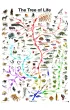 Puzzle 1000 el. Drzewo �ycia Eurographics