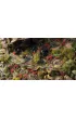 Gamers Grass: Poppy Tiny Flowers