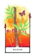 TAROT OF THE OLD PATH SET