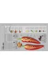 The Science of Cooking