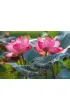 Puzzle 500 el. Pink Lotus Flowers CherryPazzi