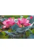 Puzzle 500 el. Pink Lotus Flowers CherryPazzi