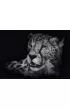 Puzzle 1000 el. PQ Ashley Rader Gepard Schmidt
