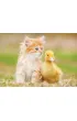 Puzzle 500 el. Uroczy przyjaciele Educa