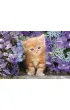 Puzzle 500 el. Gattino Rosso Clementoni