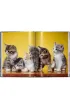 Walter Chandoha. Cats. Photographs 1942-2018 wer. angielska