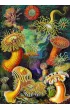 Puzzle 1000 el. Ernst Haeckel: Stworzenia morskie Good Loot