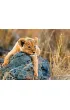 Puzzle 200 el. XXL Ma�y lew Ravensburger