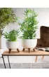 HowHomely Zestaw doniczek Rosa linea Wood