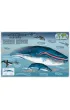 Atlas oceanicznych przyg�d