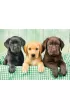 Puzzle 1000 el. Labradory Clementoni