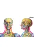 Gabinet anatomii
