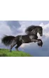 Puzzle 500 el. Fresian Black Horse Clementoni