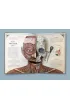 The Human Body. A Pop-Up Guide to Anatomy wer. angielska