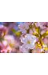 Wiosenne kwiaty - plakat premium 80x60 cm