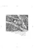 C�rka Mendla. Wspomnienia