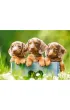 Puzzle 100 el. Urocze jamniki Castorland