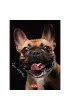 Herlitz Brulion A6 Crazy Animal kratka 80 kartek