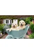 Puzzle 200 el. XL Golden Retriever Ravensburger